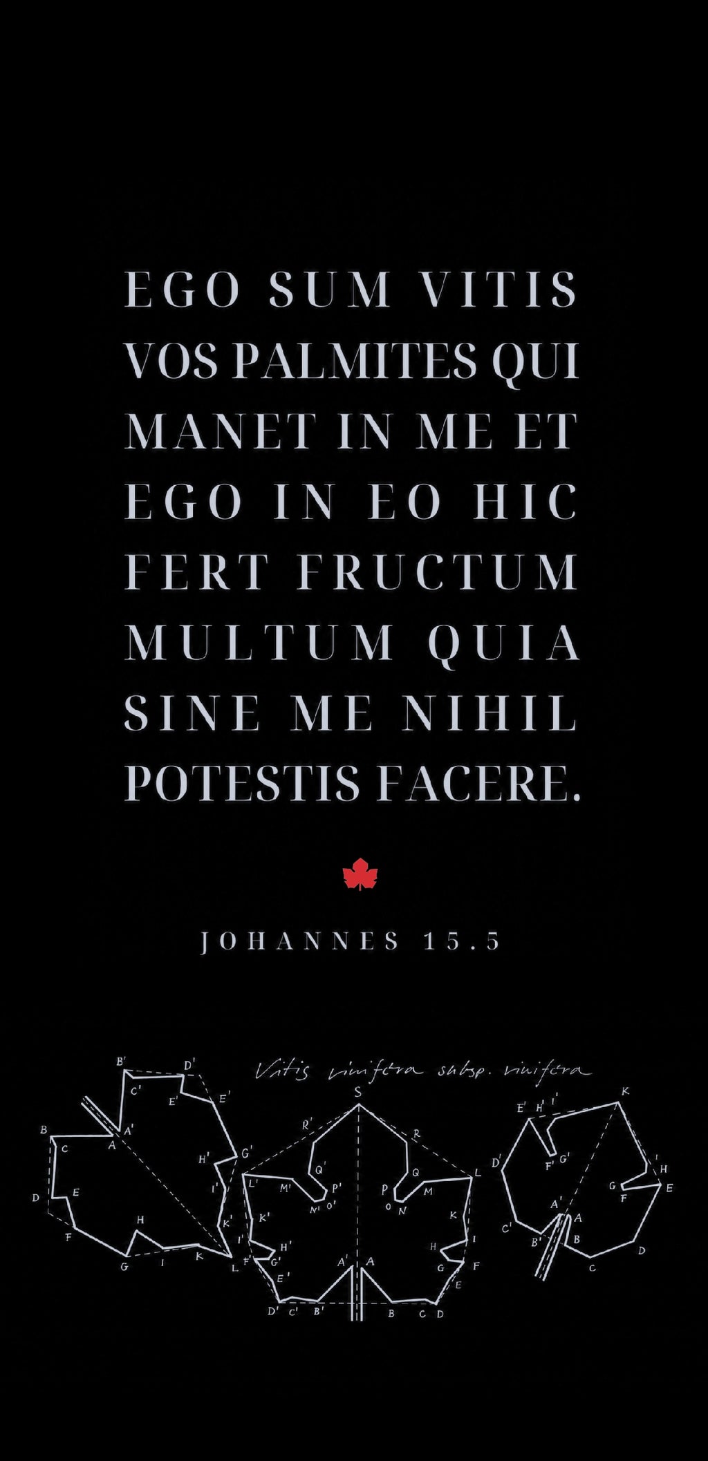 Christliche Klappkarte Johannes 15,5 – Ich bin der Weinstock – DIN lang mit Umschlag, Kalligrafie