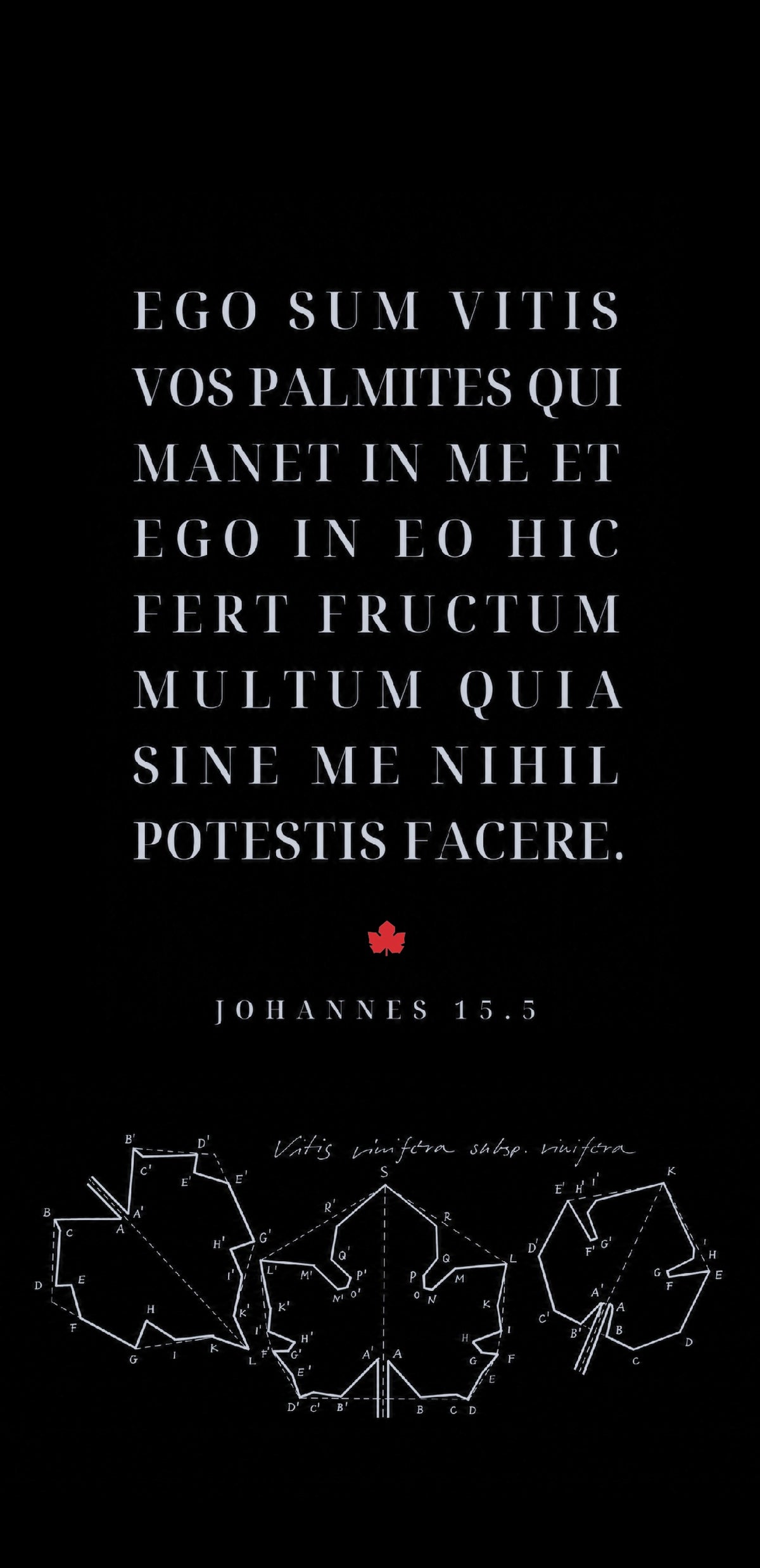 Christliche Klappkarte Johannes 15,5 – Ich bin der Weinstock – DIN lang mit Umschlag, Kalligrafie